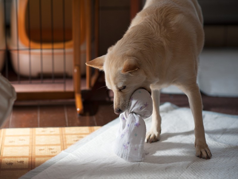 「緊急の時みんなを持ち上げる練習さ」（小林写函撮影）