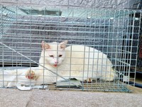 最初の出会いから4年。保護されたおもちちゃん（画像提供：ちったんさん）