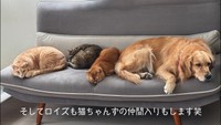 猫ちゃんたちと一緒に眠るロイズちゃん（提供：@worldpetworldさん）
