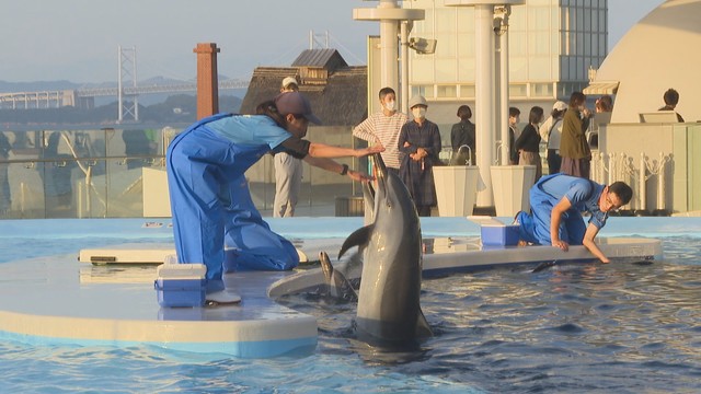 水族館でのエサの工夫は？　飼育担当はどう決める？　四国水族館で聞いてみた　香川【みんなのハテナ】