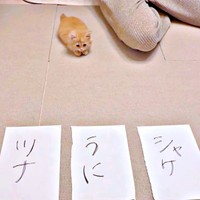 子猫の命名式！ 記念すべき瞬間が話題に（画像提供：うにまるさん）