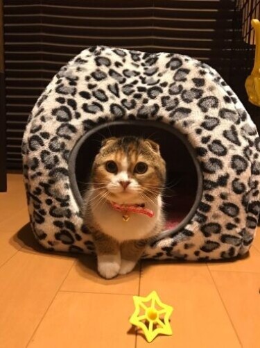 家にきたころの「ちゃまめ」