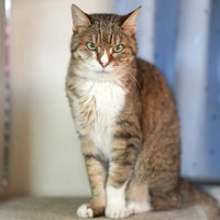 猫店長のちーちゃん。猫スタッフの中では最年長