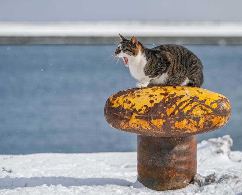 『ゆきねこ』より（吉田裕吏洋　撮影 / 北海道新聞社）