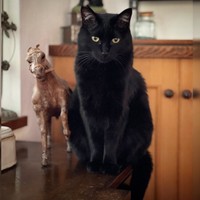 やっと先住猫に遠慮することも少なくなり、自己主張できるようになった頃