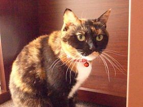 ネットで見つけた猫を引き取る　すると、子猫も現れ…２匹飼いに