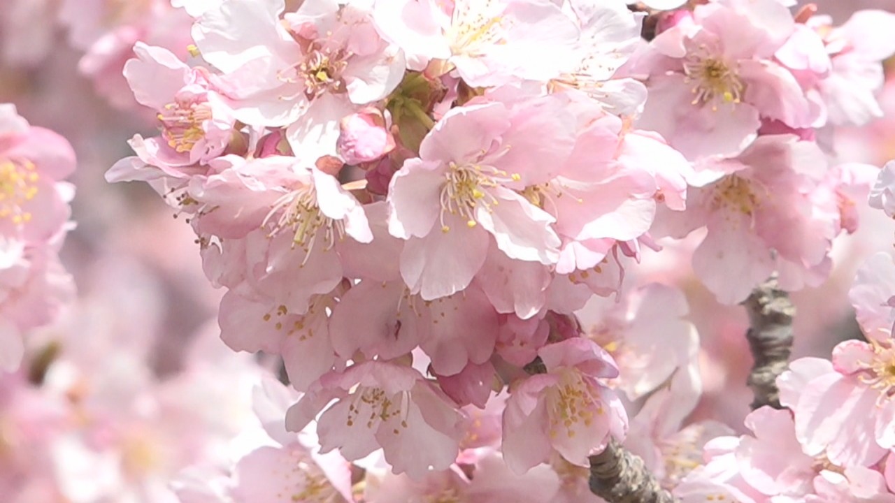 丘の上で河津桜とミモザが競演 3月下旬まで見頃 香川・小豆島町 | KSB