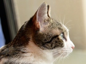 トライアルから出戻り猫　ぐいぐいアピールして新しい家に