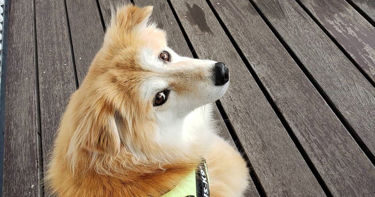 １歳になるとしっぽがフサフサに ゴージャスに成長した雑種犬 メイ 犬 猫との幸せな暮らしのためのペット情報サイト Sippo