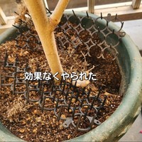 猫避けも効果なくやられた（「なりりん」さん提供、Instagramよりキャプチャ撮影）