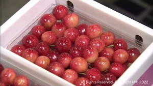 サクランボの初競り　山形県産の佐藤錦など　仙台市中央卸売市場