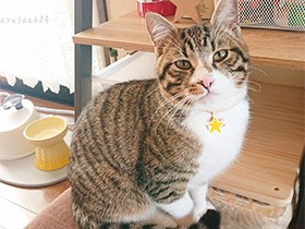 「ねぇ、おかわりくれるよね」　ジーッと見つめる猫「ぼん」