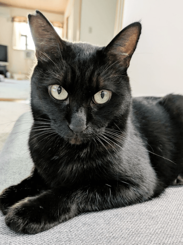 甘えん坊になったみいたろうくん（画像提供：くろねこ みいたろうさん）