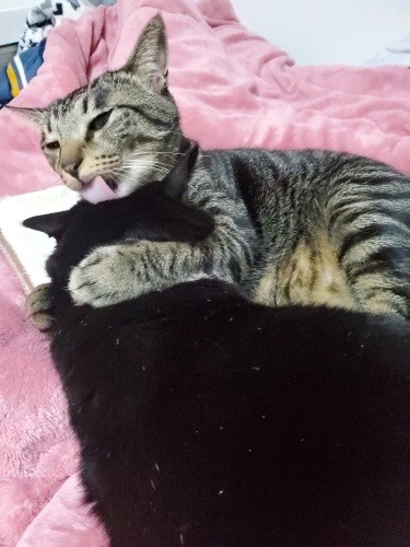 うにゃあ！「愛が少し強い」（ママによる翻訳）