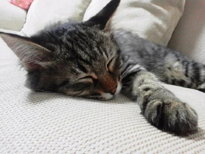 家にきたころの「はぴ」