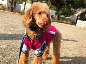 公園、お散歩楽しい！　喜びすぎると後ろ脚でジャンプをするトイプードル「りき」