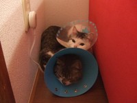 お迎え当初のフクちゃんとサチちゃん