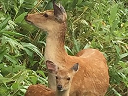 雨の知床半島を横断　霧で真っ白の道をドライブしてシカと出会う