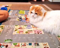 たっぷり愛された13年を生き抜いた