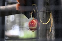 アカエリマキキツネザルとリンゴ