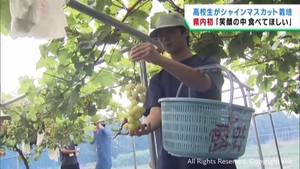 高校生が育てたシャインマスカットを収穫　宮城・色麻町役場などで販売