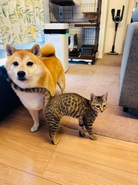 体を少しだけすり寄せる風花ちゃん（提供：shibainu-putenさん）