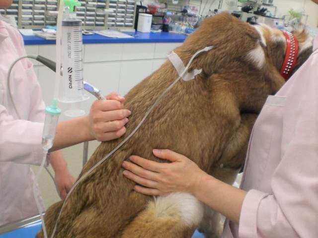 動物管理センターから動物病院に直行したミントちゃん。静かに診察を受けます