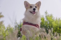 お散歩、楽しいな＝つむぎ＠コーギーさん（@corgi_tumugi）提供