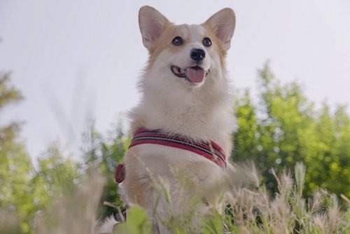 お散歩、楽しいな＝つむぎ＠コーギーさん（@corgi_tumugi）提供