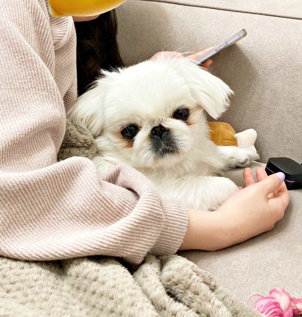 スマホを見ていると腕の中に入ってくるなじゅちゃん（画像提供：なじゅさん）