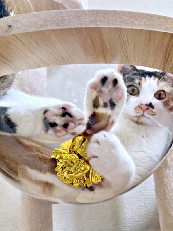 透明のハンモックにおさまってくつろぐむすびちゃん（画像提供：くろとらたきびさん）