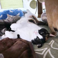 へそ天になって飼い主さんを見つめる現在のよちこちゃん（画像提供：よちこさん）