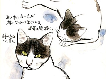 「１１ぴきのねこ」宿敵は家庭人？　故・馬場さんスケッチ刊行