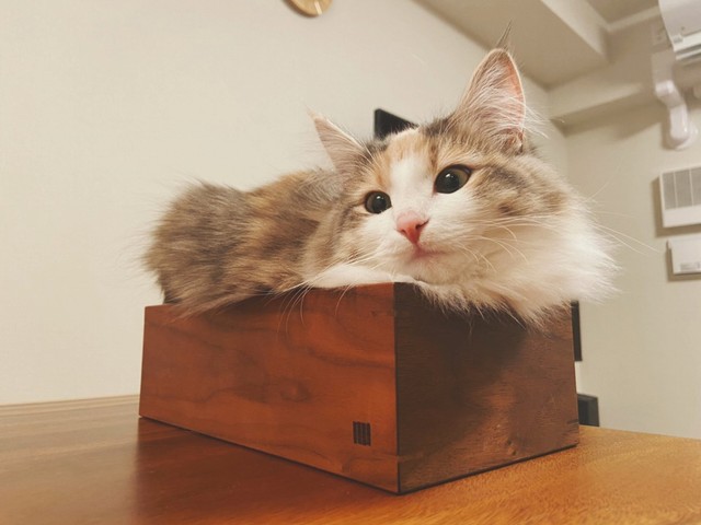 ティッシュを入れる箱にもぎゅむっ（画像提供／ほたてさん）