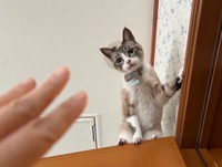 救いの手に気づくきなりちゃん（提供：せこなおさん）
