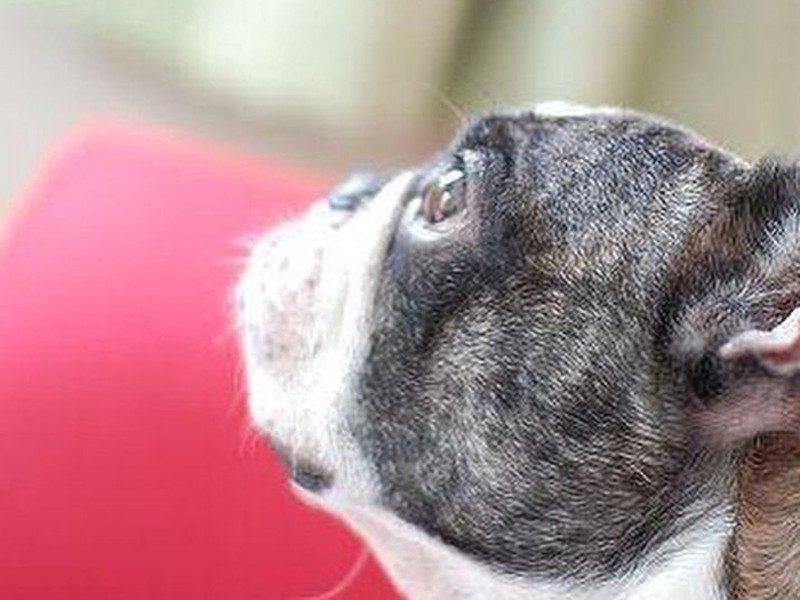 初代店長だった犬の「うもも」。当時は実店舗があり店にいたこともあるが、なんでも食べるくせがあり、結局、家を守る店長に（吉留さん提供）