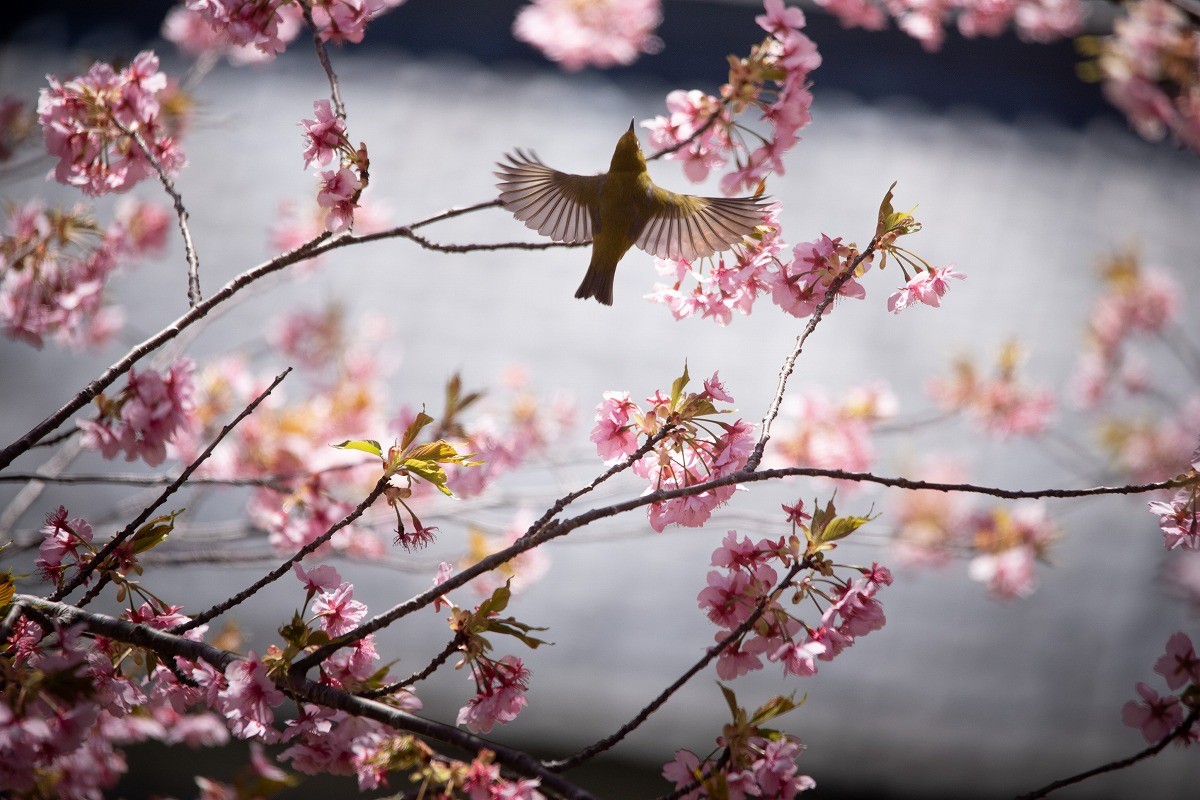春よ来い…花咲く河津桜の木にやって来た愛らしいメジロの姿「幸せを