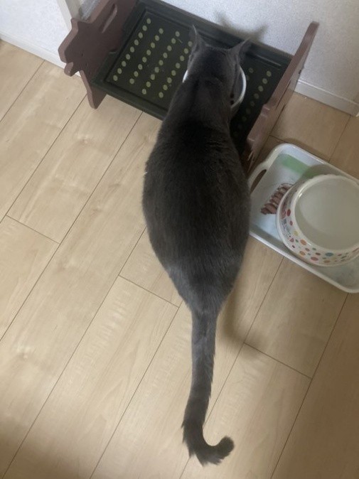 お腹の膨らみが気になった時の様子