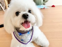 わむうさんが生活の中心！（提供：かわいいぬさん）