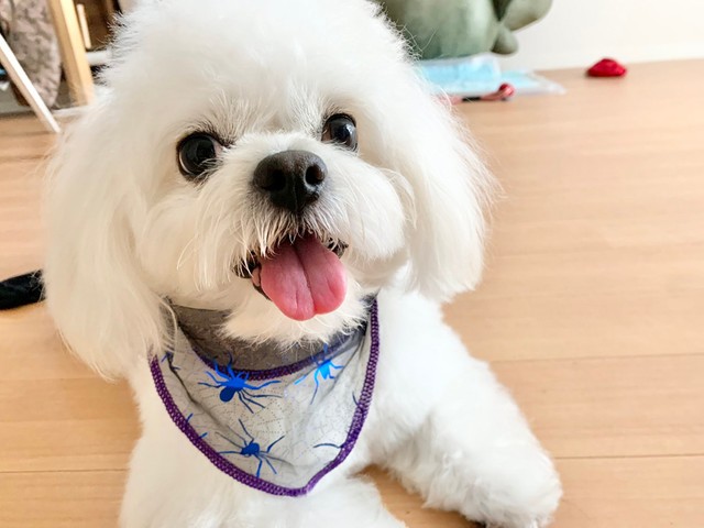 わむうさんが生活の中心！（提供：かわいいぬさん）