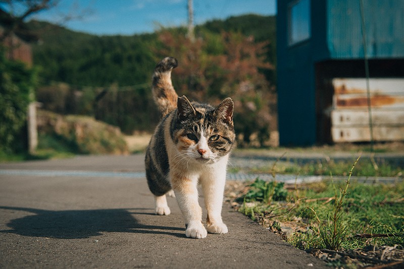「ミケ」は気まぐれにウロウロしているようで、私の近くから離れない（2017年5月4日撮影）