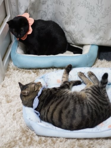 体重が逆転しました（今年９月）