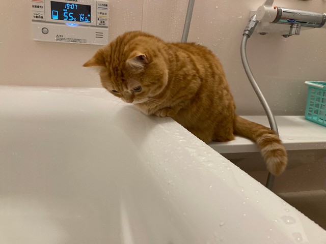 お風呂の中も気になるみたい（提供：ぷっちょ🐈さん）