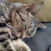 子どもがいない飼い主さん夫妻にとっては我が子同然の存在だった