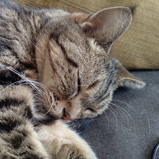 子どもがいない飼い主さん夫妻にとっては我が子同然の存在だった