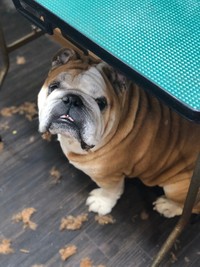 トリミングテーブルの下からこんにちは！