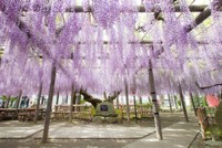 行興寺の境内に咲く長藤