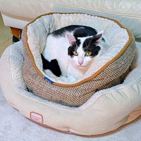 ベッドを独り占め♡ くつろぐハルさん（画像提供：APO（ポメラニアン）さん）