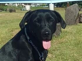 私は永遠のパピー！　とにかくわちゃわちゃ元気いっぱいなラブラドール「セン」