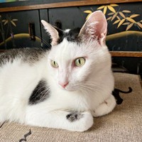 キリッとした表情がかっこいいしょうたくん（画像提供：きよダブシャインさん）